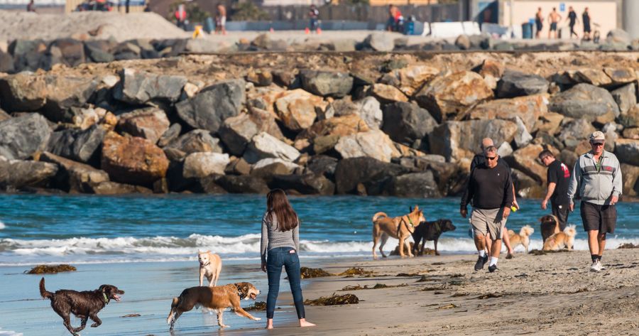 The Most Pet Friendly Cities in America