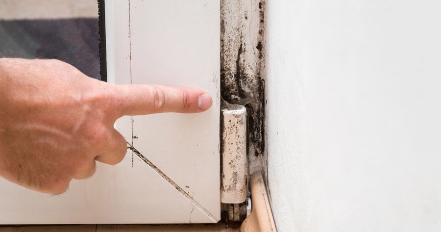 Mold Removal and Remediation: Everything You Need to Know and the Cost
